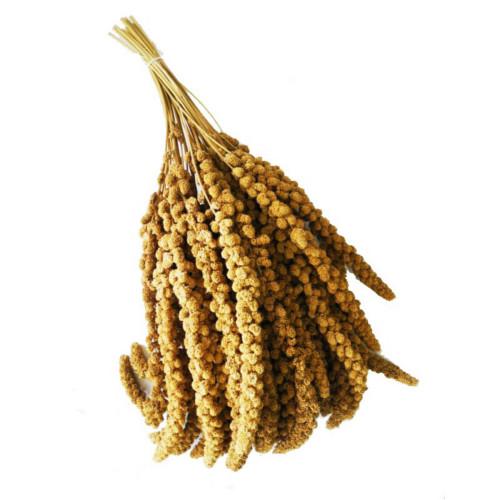 Fly - Ornitologia Spiga Panico Toscana kg.25 - Rag.5