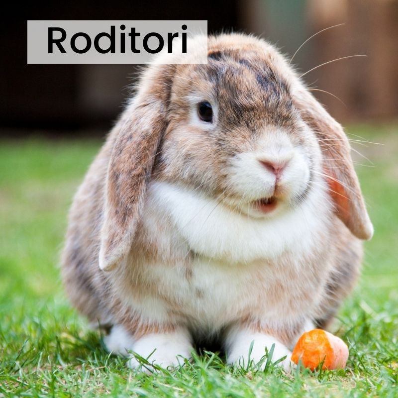 Roditori