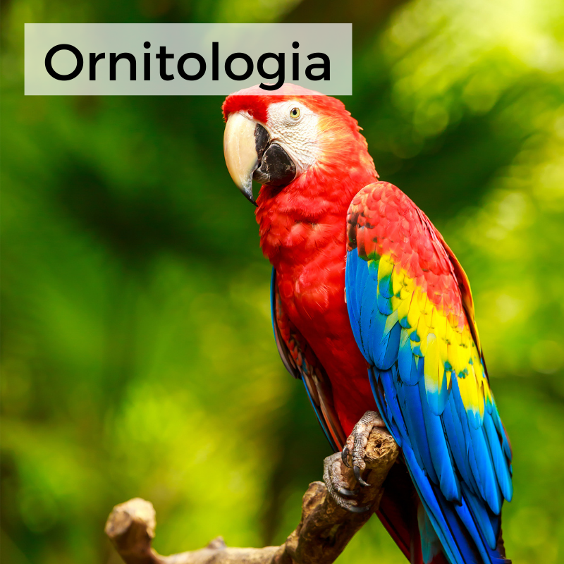 Ornitologia