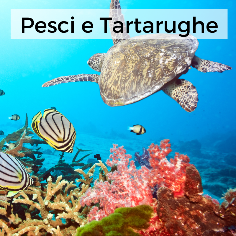 Pesci e Tartarughe