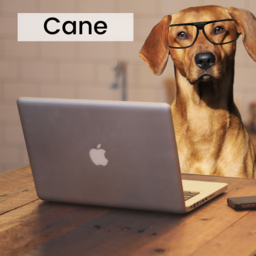 Cane