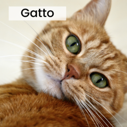 Gatto
